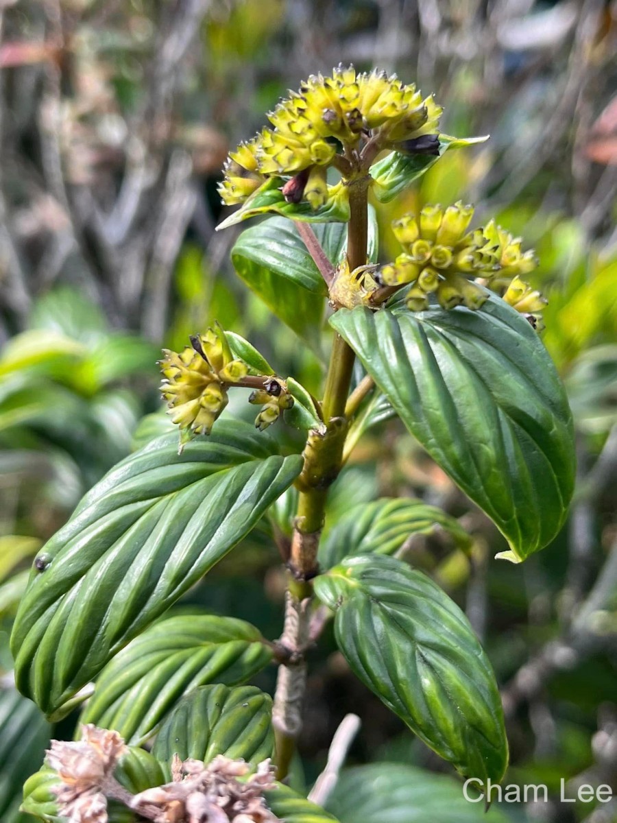 Hedyotis marginata (Thwaites ex Trimen) Alston